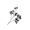 Eryngium Purple