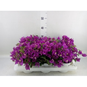 Bougainvillea  'Sanderiana'