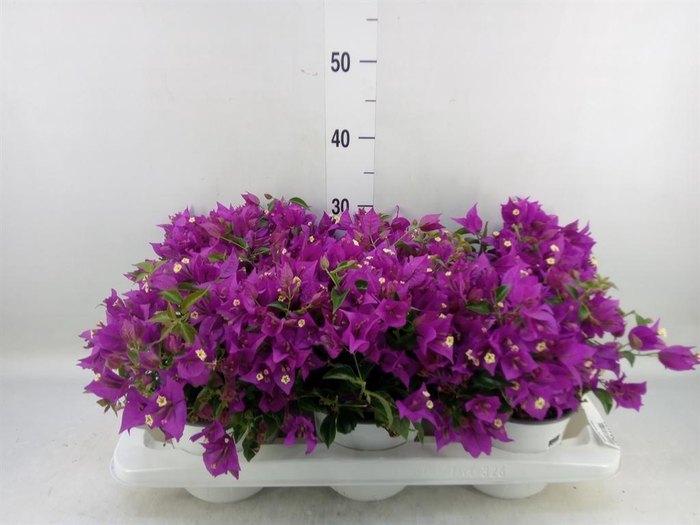 <h4>Bougainvillea  'Sanderiana'</h4>