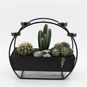 CTCR-2542 Cactus Essentials