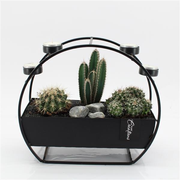 <h4>CTCR-2542 Cactus Essentials</h4>