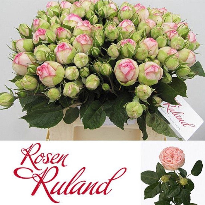 <h4>Rosa spray freiland charming piano</h4>