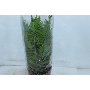 CYATHEA MEDULLARIS P17