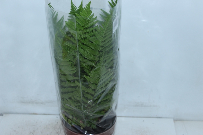<h4>CYATHEA MEDULLARIS P17</h4>