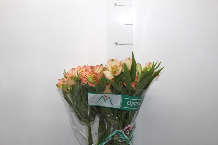 <h4>ALSTROEMERIA OPTIMA 080 CM</h4>