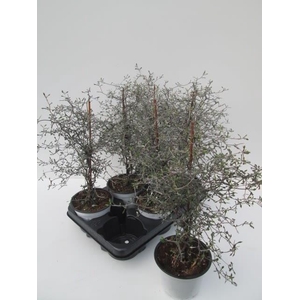 COROKIA COTONEASTER
