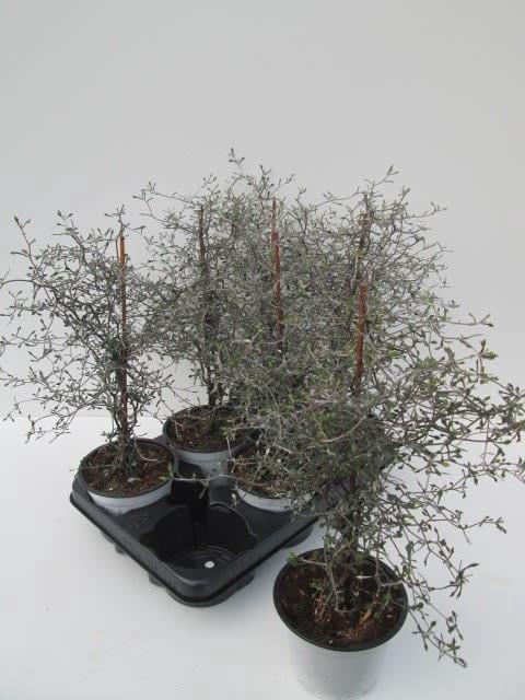 COROKIA COTONEASTER
