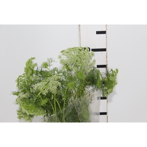 AMMI MAJUS 070 CM