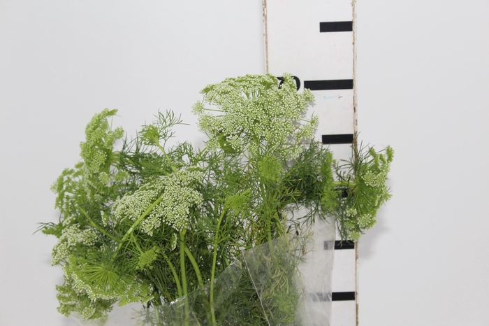 <h4>AMMI MAJUS 070 CM</h4>