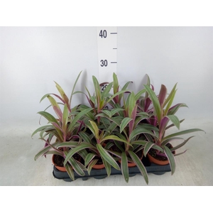 Tradescantia spath. 'Sitara'