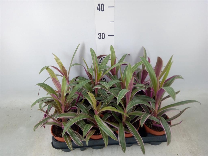 <h4>Tradescantia spath. 'Sitara'</h4>