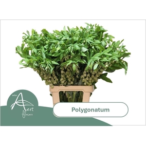 POLYGONATUM MULTIFLO