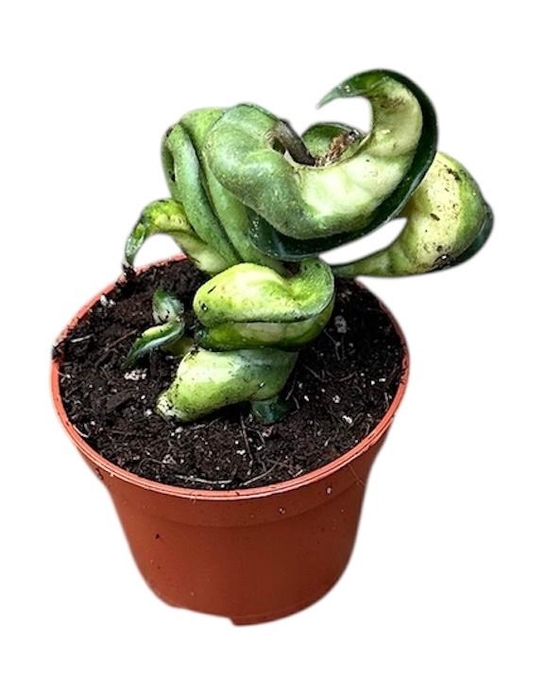 Hoya Overig Compacta Mauna Loa