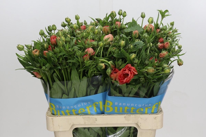 Ranunculus Butterfly Eris