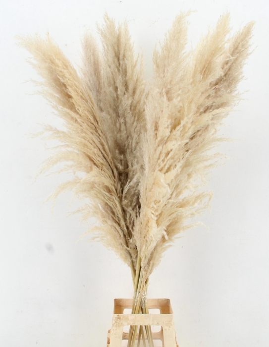 <h4>DROOGBL BEWERKT H%</h4>