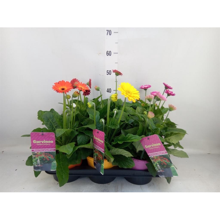 <h4>Gerbera 'Garvinea' ...mix</h4>