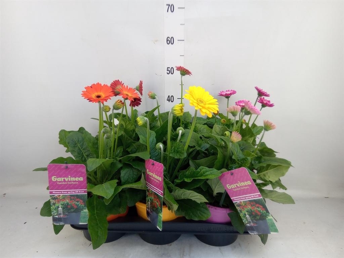 <h4>Gerbera  'Garvinea'   ...mix</h4>