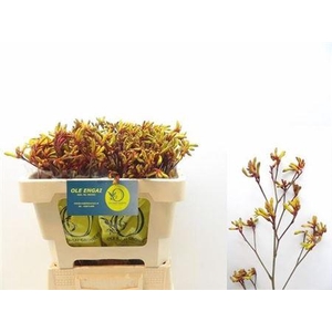 Anigoz Orange Velvet