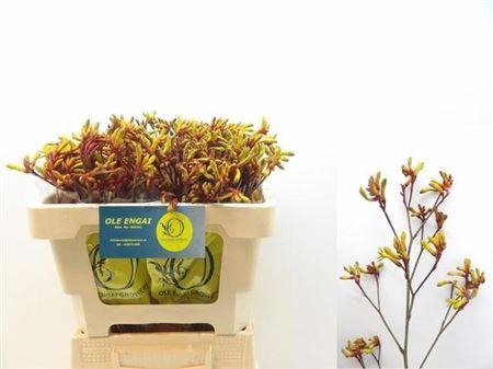 <h4>Anigoz Orange Velvet</h4>