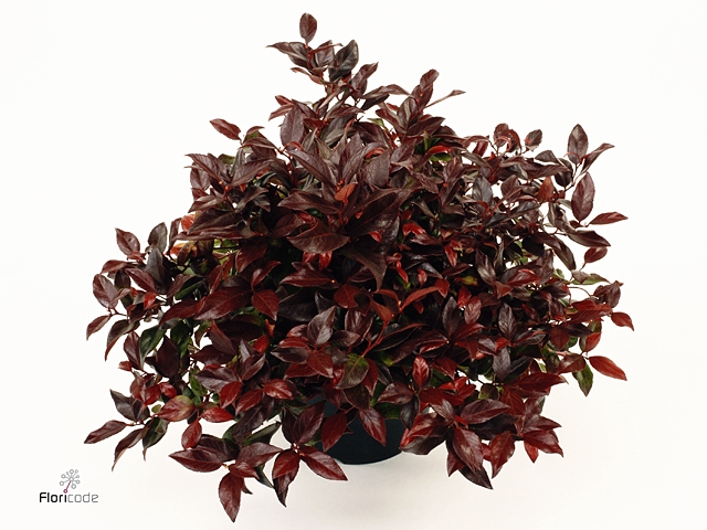 Leucothoe axillaris 'Zeblid'