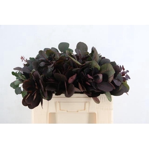 COTINUSBLAD ROYAL PURPLE 055CM