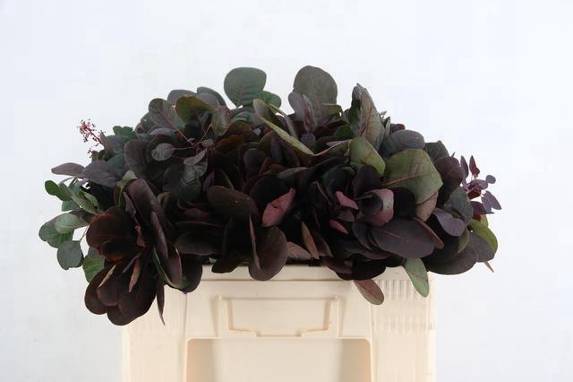<h4>COTINUSBLAD ROYAL PURPLE 055CM</h4>