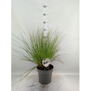 Cortaderia sell.