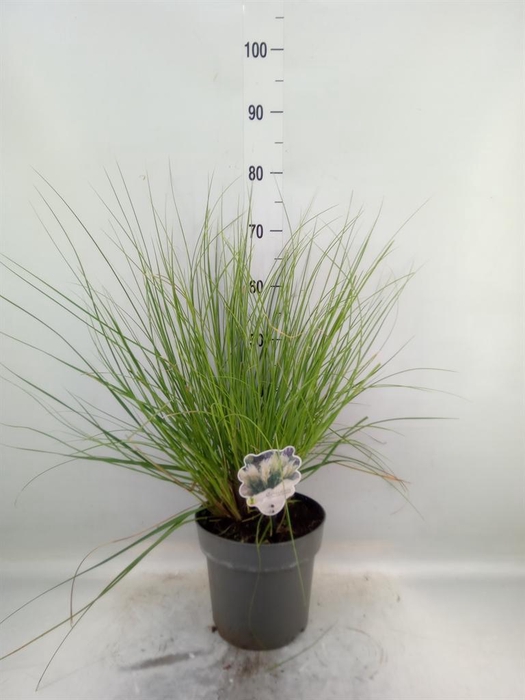 <h4>Cortaderia sell.</h4>
