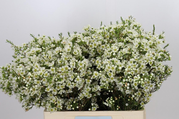 <h4>CHAME IVORY PEARL</h4>