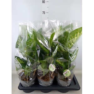 Dieffenbachia seg. 'Reeva'