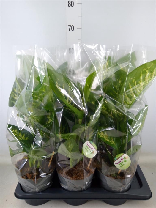 <h4>Dieffenbachia seg. 'Reeva'</h4>