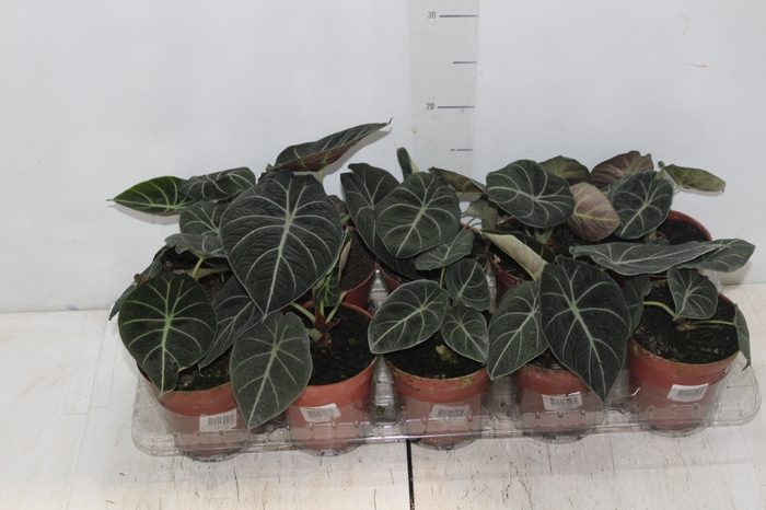 <h4>ALOCASIA BLACK P12</h4>