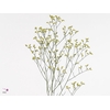 Limonium Joy Yellow X50