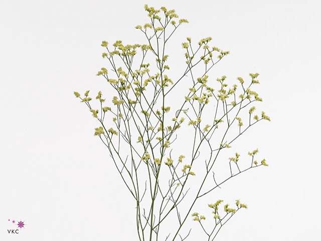 Limonium Joy Yellow X50