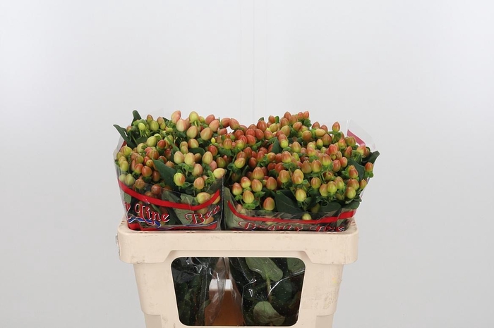 <h4>Hyp Globo Coral</h4>