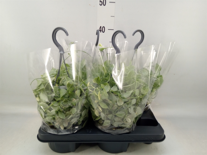<h4>Dischidia oinantha 'Variegata'</h4>
