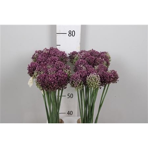 Allium Pink Lady