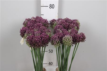 <h4>Allium Pink Lady</h4>