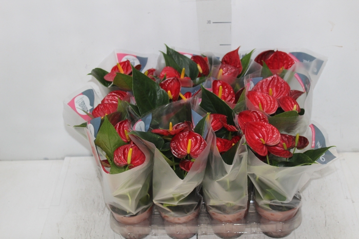 <h4>ANTHURIUM RED SUCCESS P09</h4>