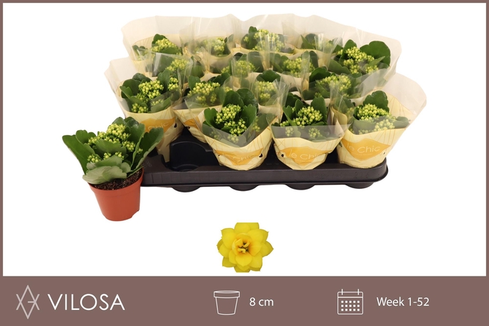 <h4>KAL GE NOLIN YELLOW</h4>