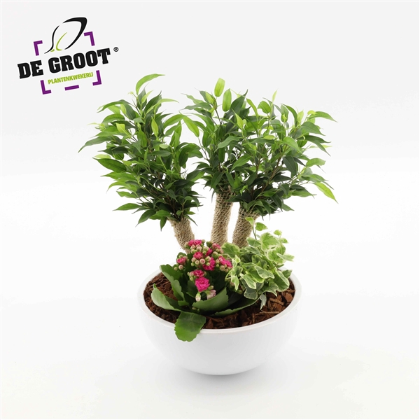 <h4>Arrangement Ficus Crazy Tree in schaal</h4>