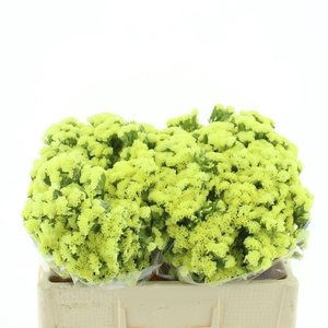 Limonium St Yellow Birds X50