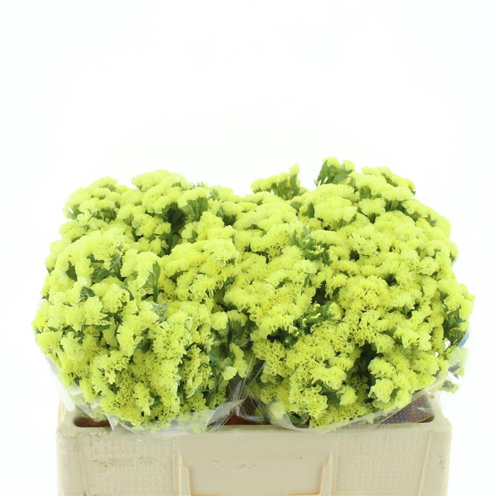 <h4>Limonium St Yellow Birds X50</h4>