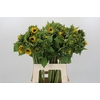 Helianthus Orange Fire