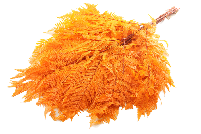 Fern Bracken Preserved Orange