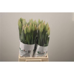 Tu Fr En Bella Blush