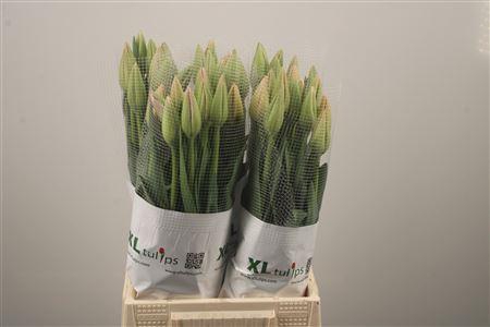 <h4>Tu Fr En Bella Blush</h4>