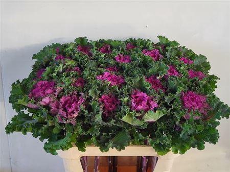 Brassica Ruffle Red