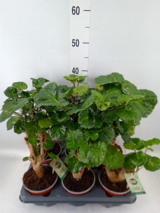 <h4>Polyscias ...</h4>