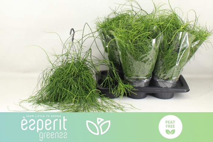 <h4>RHIPSALIS BA OASIS</h4>